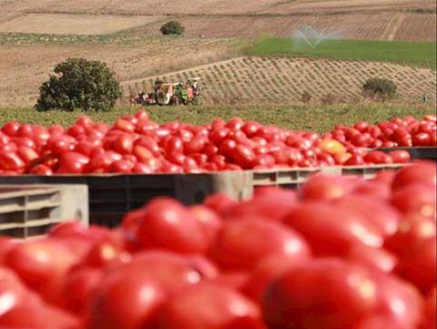 ABB:s digitala lösningar utvecklar effektiviteten på italiensk tomatfabrik